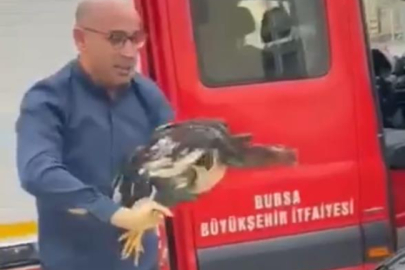 Bursa'da araç motoruna horoz girdi