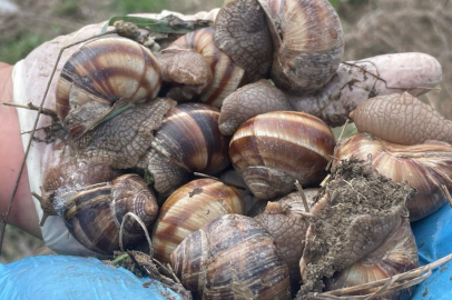 Yumuşayan topraktan çıkmaya başladı; kilosu 35 liradan satılıyor.