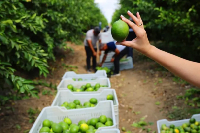 Limonda stokçuların oyunu ortaya çıktı