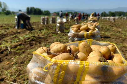 Patates ihracatı 2 ayda 114 kat arttı