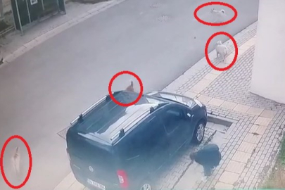 Orhangazi’de başıboş köpekler küçük çocuğa büyük korku yaşattı