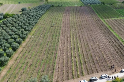 İznik Ovası'nı don vurdu