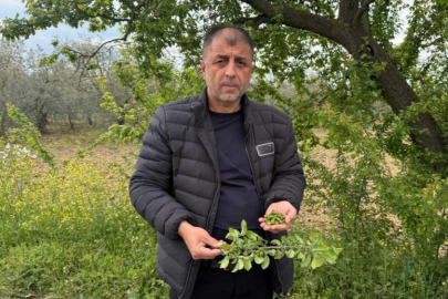 Bursa'da zirai donun faturası ağır olacak