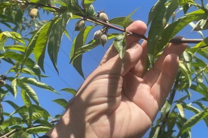 Zirai don Bursa Ovası'nda armut ve şeftaliyi teğet geçti