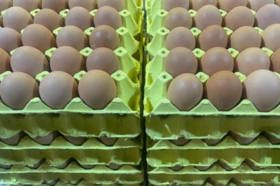 Üniversiteli tavukların yumurtaları daha hesaplı