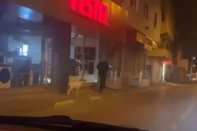 Bursa'da eğittiği kuzusunu dolaşmaya çıkardı