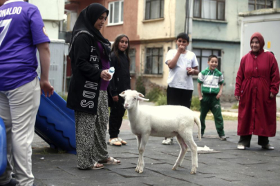 Bursa'da kuzuya evlatları gibi bakıyorlar