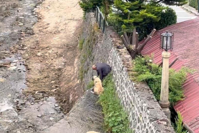 Derede mahsur kalan Kangal köpeklerini sahibi suya atlayıp kurtardı
