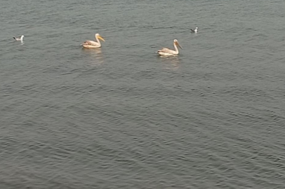 Pelikanlar İznik Gölü'nü süsledi