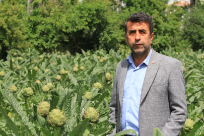 İstanbul'un tescilli enginarcısı Hasanağa'da yüzler gülüyor