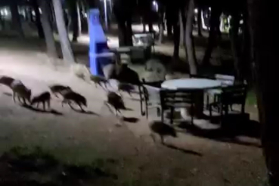 Piknikte karşılaştıkları domuz sürüsü panik oluşturdu