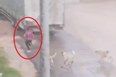 Başıboş köpek sürüsü çocuğu kovaladı: O anlar kamerada