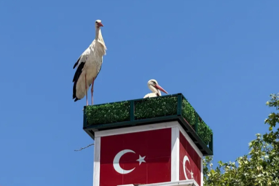 Bursa'da leyleklere yuva sevinci: Can ve Canan yuvalarına kavuştu