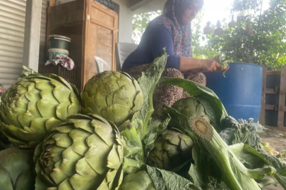Enginar bıçakçılarında hasat yoğunluğu