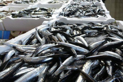 Karadeniz'de balık stokları azalıyor
