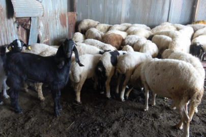 Kurbanlık alırken küpe ve ağırlık uyarısı