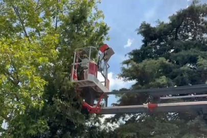 Bursa'da ağaçta mahsur kalan kedileri itfaiye kurtardı