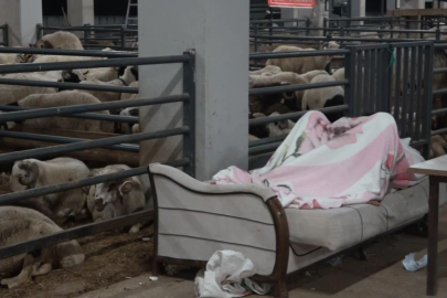 Bursa'da koyunlarla 'koyun koyuna' nöbet