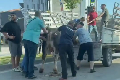 Kurbanlıklar kaçtı, vatandaşlar yakalamaya çalıştı