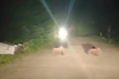 Uludağ'da gece ziyareti: Anne ayı ve yavruları görüntülendi