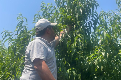 Bursa şeftalisi sezona dalında 50 lirayla başladı