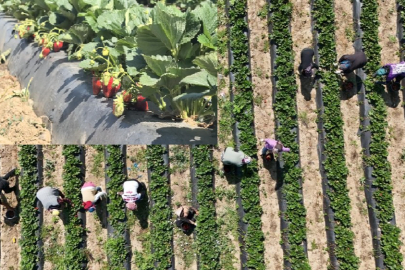 Bursa'da 'kırmızı elmas' hasadı başladı