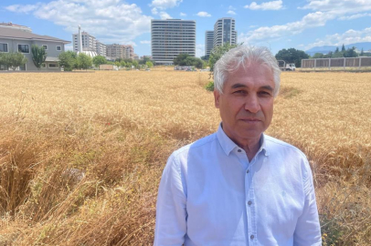 Milyon dolarlık lüks gökdelenlerin ortasında buğday hasadı