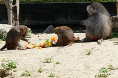 Bursa’da kavurucu sıcakta hayvanlara özel serinletme menüsü