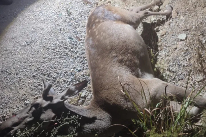 İnegöl’de yola düşen geyik telef oldu