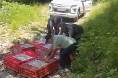 Bursa’da keneyle doğal mücadele: Bin 400 keklik doğaya salındı