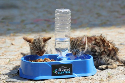 Sıcak yaz günlerinde can dostlara destek