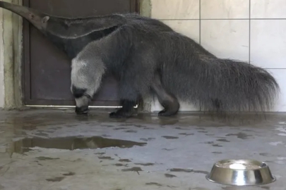 Bursa'da dev karıncayiyen ailesi büyüyor