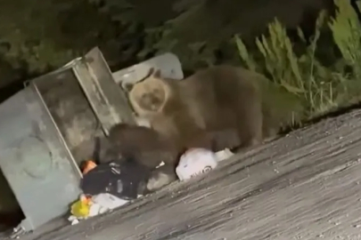 Uludağ’da aç kalan ayılar çöplere dadandı