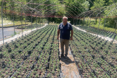 Uludağ etekleri lavanta kokacak: Keles’te 30 bin fidanlık üretim başladı