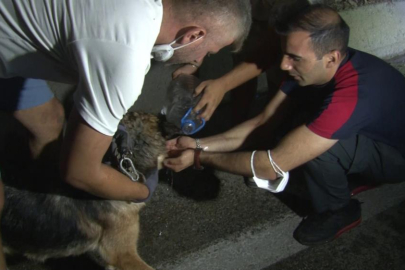 Bursa'daki yangından etkilenen hayvanlar böyle kurtarıldı