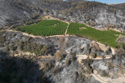 Türkiye'nin yüreğini yakan yangında yüzleri gülümseten görüntü