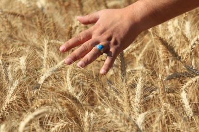 Küresel hububat üretiminde tüm zamanların en yüksek seviyesi bekleniyor