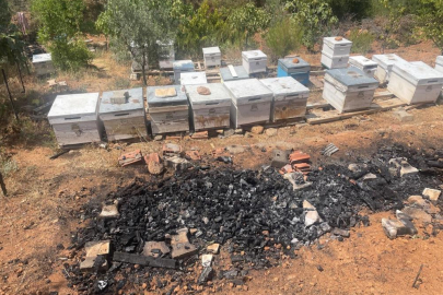 Bursa'daki yangında 300 kovan arı telef oldu