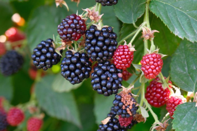 Böğürtlenin merkez üssünde hasat başladı