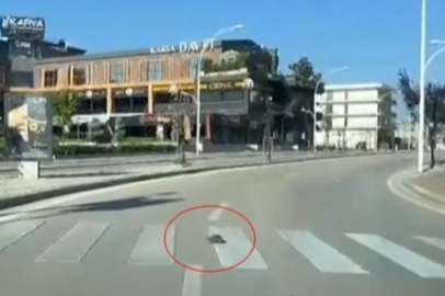 Bursa’da trafik dersi veren kaplumbağa: Yaya geçidinden usulca geçti