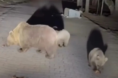 Uludağ’da ayı görmek için tehlikeyi göze aldılar