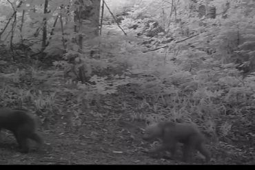 Bursa'da bozayı sürprizi: Fotokapana yavru ayılar takıldı