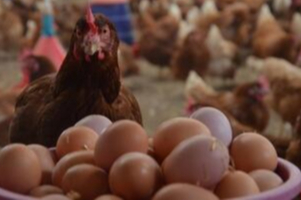 TÜİK açıkladı: Yumurtada düşüş, ette yükseliş var