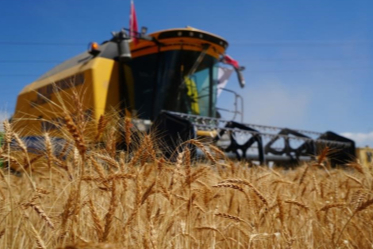 Hasat krizi büyüyor: Yaşlı biçerdöverler verimi düşürüyor