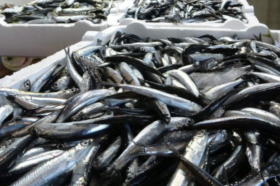 Balıkçılar sezona hamsi ve istavrit bolluğuyla girecek