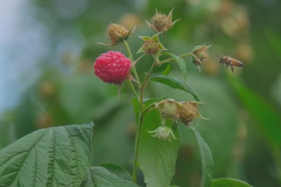 Bursa'da ahududu üretimi alarm veriyor