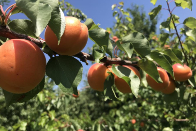 Bursalı meyve sebze ihracatçısı ürün eksikliği ve dövizle boğuşuyor