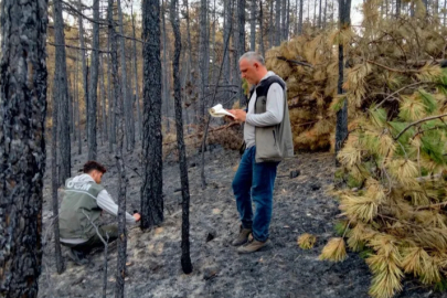 Bursa’da yangın sonrası seferberlik: Sayım ve yeşillendirme başladı