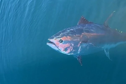 Türkiye yakalıyor, Japonya ve Güney Kore yiyor