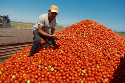 Bursa'da domateste fiyatlar çiftçi lehine 3'e katladı
